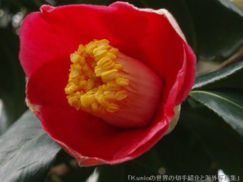 ツバキ（椿、Camellia japonica）