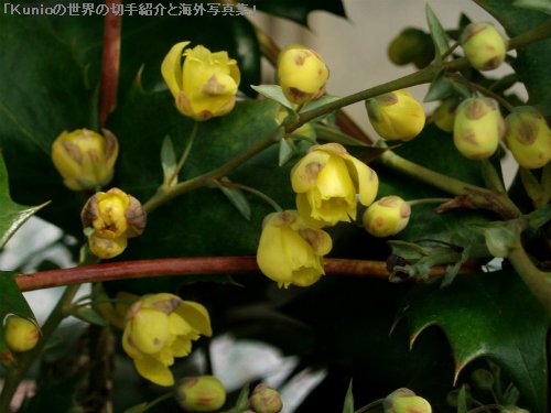 ヒイラギナンテン（柊南天、Mahonia japonica）
