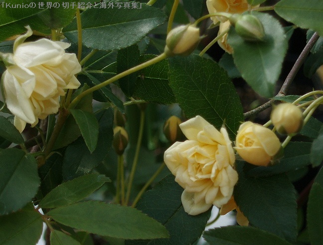 モッコウバラ（木香茨、木香薔薇、学名：Rosa banksiae）