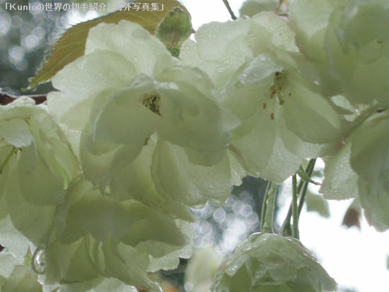 ウコン（鬱金）は、サクラの栽培品種