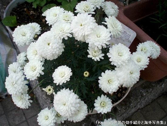 マーガレット（英: Marguerite:マーガリート、学名：Argyranthemum frutescens）は、キク科の半耐寒性多年草。