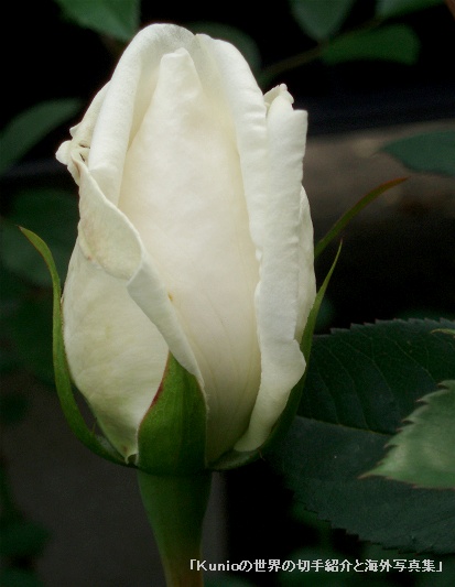 バラ（薔薇）の花　Rose　白