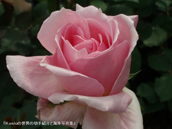 バラ（薔薇）の花　Rose