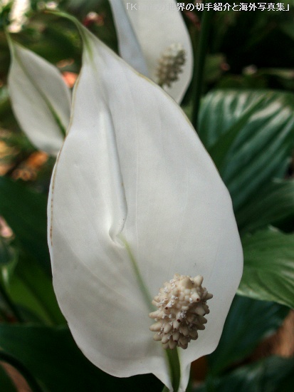 スパティフィラム（笹団扇（ささうちわ）, Spathiphyllum, Spathe flower)