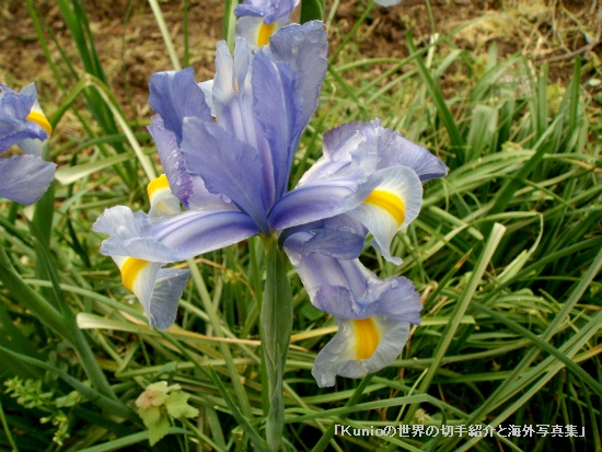 ハナショウブ（花菖蒲、Iris ensata var. ensata）