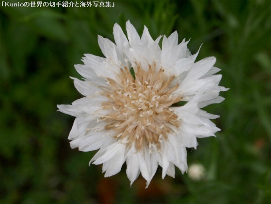 ヤグルマギク（矢車菊、学名 Centaurea cyanus）