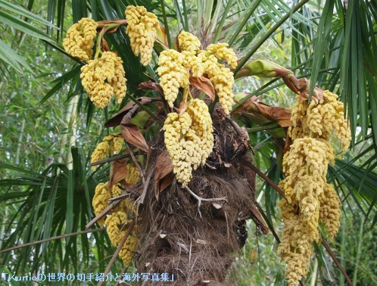 シュロ（Trachycarpus)の花