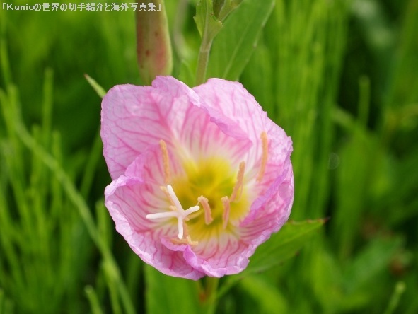 ヒルザキツキミソウ（昼咲月見草、Pinkladies、Showy evening primrose、学名：Oenothera speciosa）