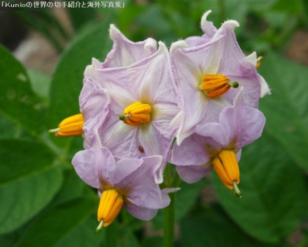 Flowers of a potato plant｜ジャガイモ（馬鈴薯、英名：potato、potatoe、学名：Solanum tuberosum L.）の花　