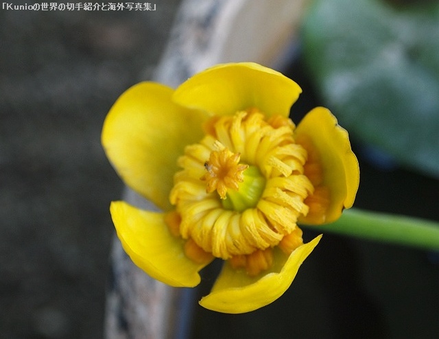コオホネ（河骨、Japanische Teichrose (species of water lily, Nuphar japonica) ）