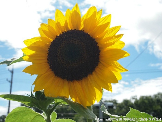 ヒマワリ（Sunflower、向日葵、学名：Helianthus annuus）