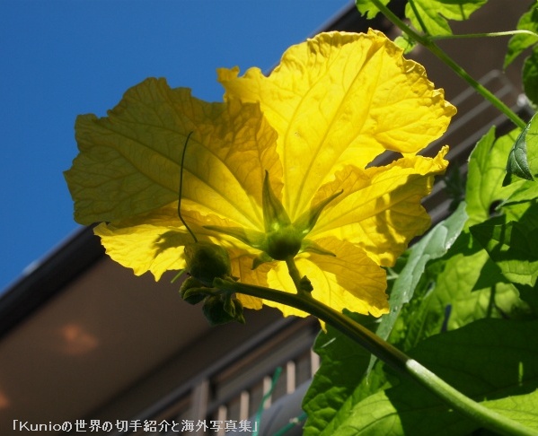 ヘチマ（Luffa, Loofah, Loofa　、糸瓜、天糸瓜、学名：Luffa cylindrica (L.) Roem.）の大きな黄色い花