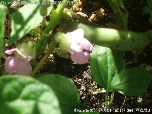 エンドウ（豌豆、学名：Pisum sativum L.）