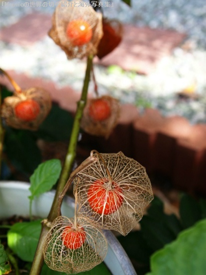 ホオズキ (鬼灯、酸漿、Physalis alkekengi var. franchetii) 赤い皮が網目状に透けて、赤い実が見える