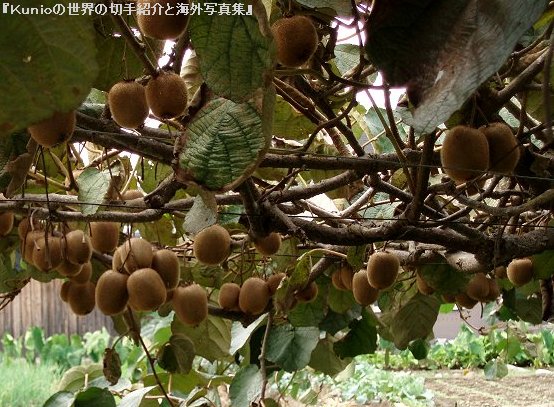 キウイフルーツ（kiwifruit、学名：Actinidia deliciosa あるいは Actinidia chinensis）