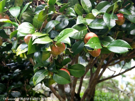 藪椿の鈴なりの実　Camellia japonica