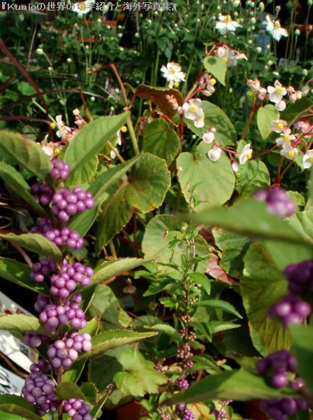 ムラサキシキブ（紫式部、Callicarpa japonica）
