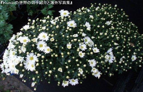 菊の盆栽