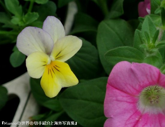 パンジー（学名：Viola X wittrockiana、Viola tricolor hortensis）
