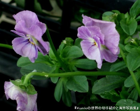 パンジー（学名：Viola X wittrockiana、Viola tricolor hortensis）