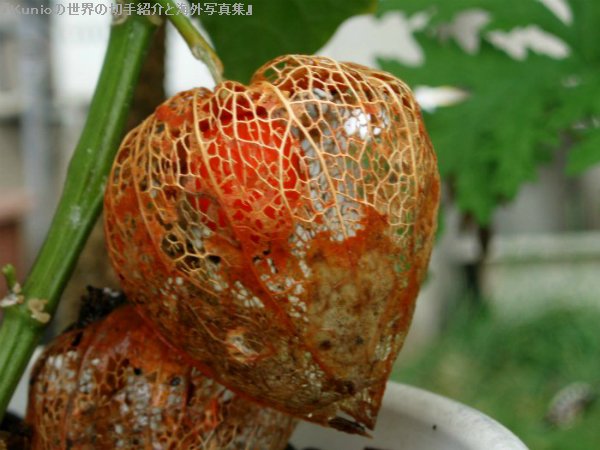 ホオズキ（鬼灯、酸漿、Chinese lantern plant）赤い皮が網目状に透けて、赤い実が見える