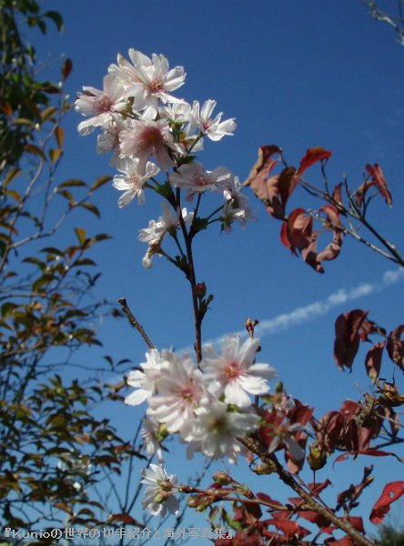ジュウガツザクラ（十月桜、冬桜）