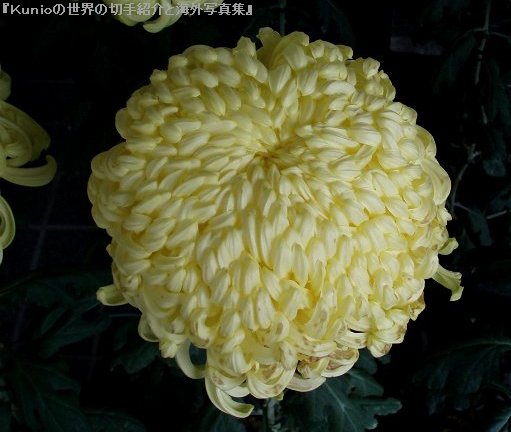 2011年11月5日　名張菊友会の菊花展　名張市役所（Chrysanthemum）