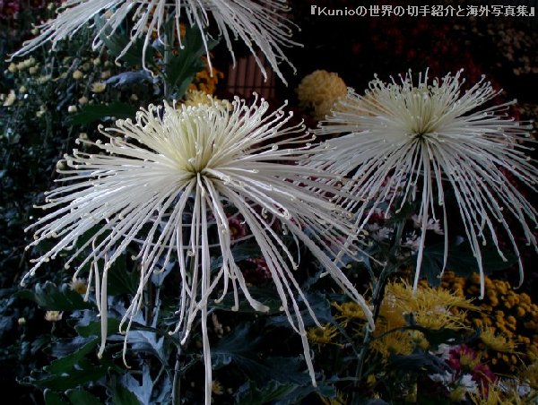 2011年11月5日　名張菊友会の菊花展　名張市役所（Chrysanthemum）