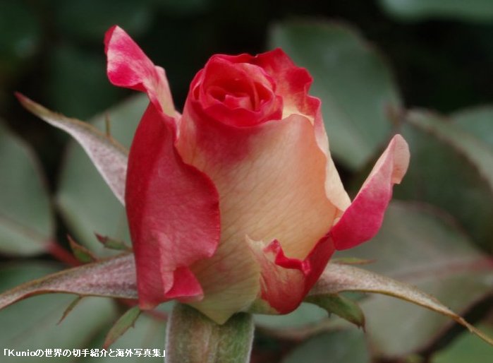 バラ（薔薇）の花　Rose