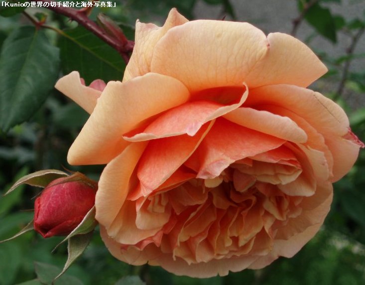 バラ（薔薇）の花　オレンジ色