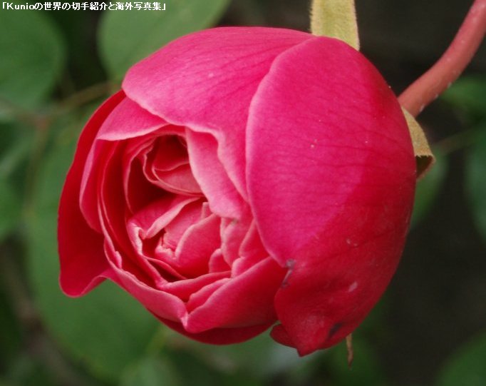 バラ（薔薇）の花