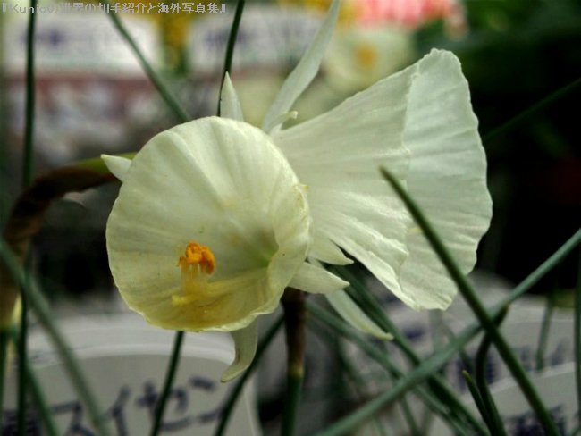 原種スイセン　Narcissus zaianicus v. albus（ナルキサス ザイアニクス アルブス）