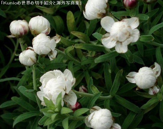 ハナカンザシ(花かんざし、学名：Rhodanthe chlorocephala ssp. rosea)