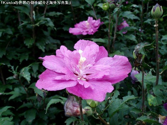 ムクゲ（槿、木槿、無窮花; Hibiscus syriacus; 英語: rose of Sharon）