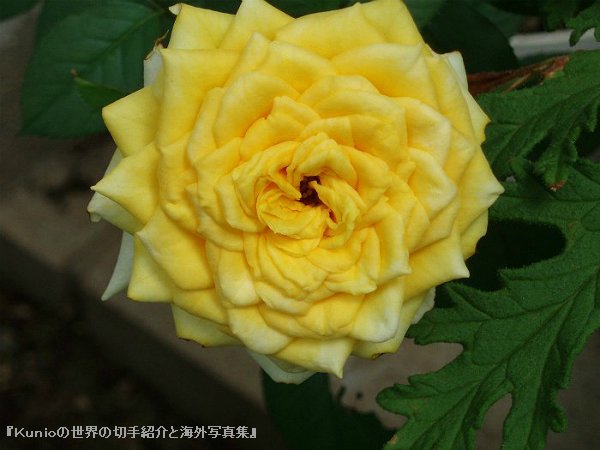 バラの花 黄色