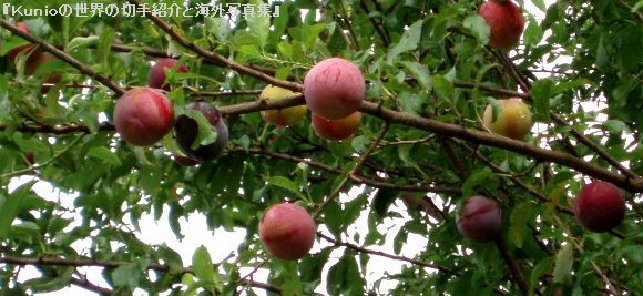 スモモ（酢桃、李、学名：Prunus salicina）