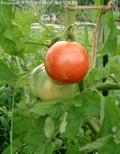 トマト（学名：Solanum lycopersicum）