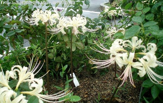 白いヒガンバナは学名：Lycoris albiflora