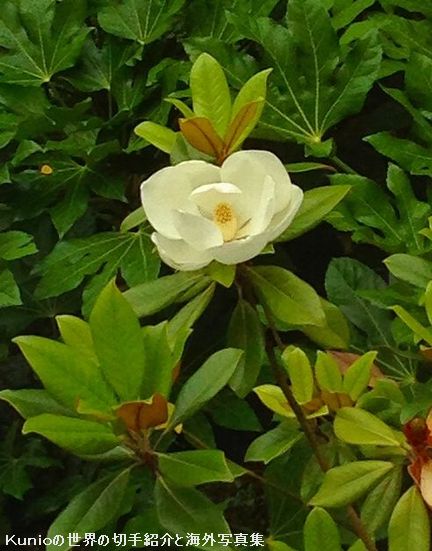 タイサンボク（泰山木、大山木、学名：Magnolia grandiflora）
