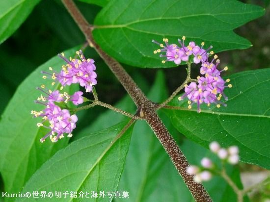ムラサキシキブ（紫式部、Callicarpa japonica）の花