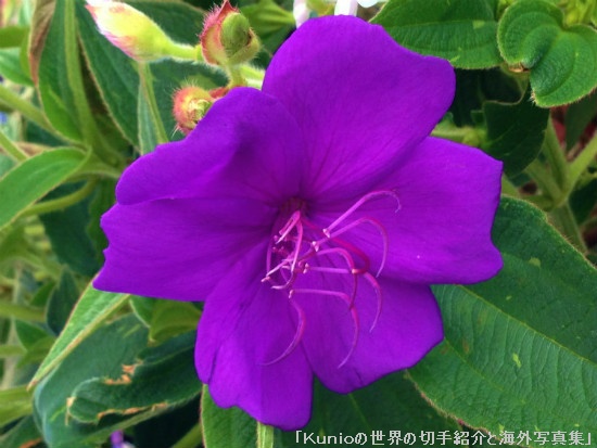 シコンノボタン（紫紺野牡丹、学名：Tibouchina urvilleana）