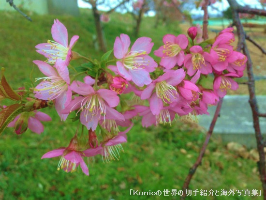 ヒマラヤザクラ(ヒマラヤ桜 Wild Himalayan Cherry 学名:Prunus cerasoides) 