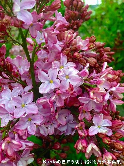 ライラック（Lilac、紫丁香花、学名：Syringa vulgaris）