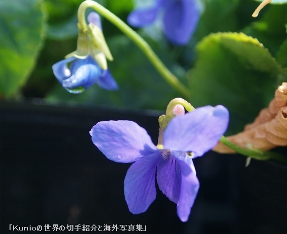ニオイスミレ（匂菫、sweet violet、学名：Viola odorata）