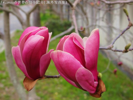 モクレン（木蓮、木蘭、Magnolia quinquepeta ）
