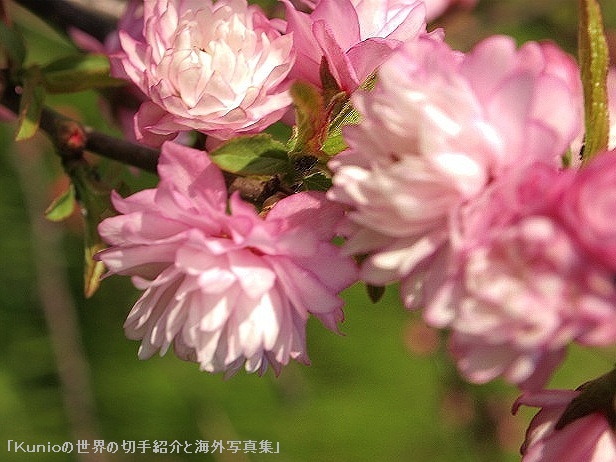 ニワザクラ（丹葉桜、Prunus glandulosa var. alboplena）