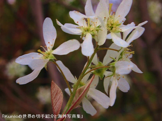 ザイフリボク（采振り木 Amelanchier asiatica）はバラ科の植物