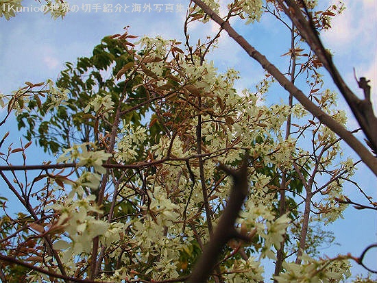 ザイフリボク（采振り木 Amelanchier asiatica）はバラ科の植物