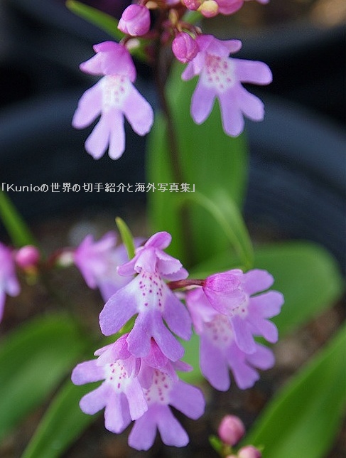 岩千鳥 【イワチドリ , "Iwachudori" 　A kind of orchid 】