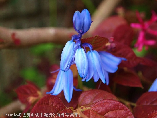 イングリッシュ・ブルーベル ( English Bluebell、Hyacinthoides non-scripta )